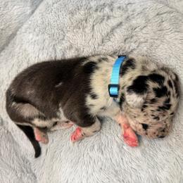 Light blue collar - Merle male Great Dane puppy in Ider, Alabama from Sand Mountain Danes LLC