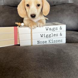 Cream puff - Cream female Dachshund puppy in Stuart, Iowa from Johnson Family Paws