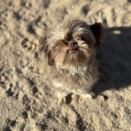 Shih Tzu Puppies from It’s a Shih Tzu world