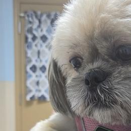 Shih Tzus from Shih Tzu Zoo Florida