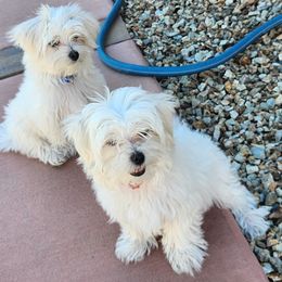 Maltese Puppies from Arizona Maltese Gems