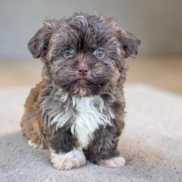 Hershey - Chocolate male Havanese puppy in Lancaster, South Carolina from 3 Bs Havanese-PUPPIES with  PURPOSE
