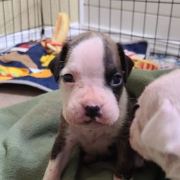 Boxer Puppies from Boxer Blessings Kennel