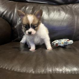 Male 1 - White and sable male Papillon puppy in Peoria, Illinois from Sass*A*Frass Papillons