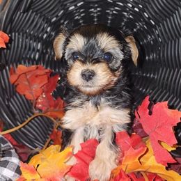 STAR - female Yorkipoo puppy in Palmdale, California from J Designer Puppies