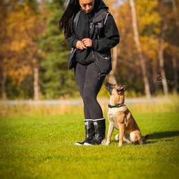 Belgian Malinois Puppies from Ak Hell Hounds