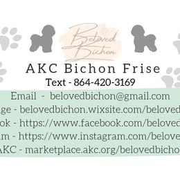 Bichon Frise puppies from Beloved Bichon