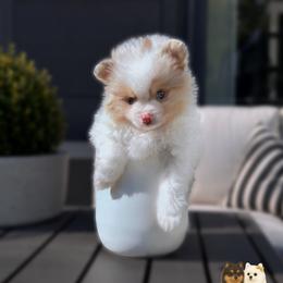 Cruz - Chocolate merle male Pomeranian puppy in Menifee, California from Petite Poms Of CA