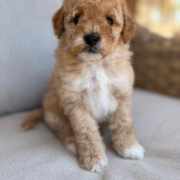 Clementine - Apricot female Goldendoodle puppy in Goodyear, Arizona from GAMMIE’S DOODLES
