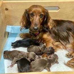 Dachshund puppies from Devoted Doxies - DLL