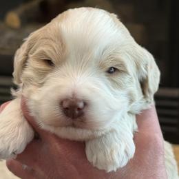Scout - Merle male Bernedoodle puppy in Monument, Colorado from Colorado Dreamin Doodles