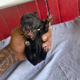 G3 - Black and silver female German Shepherd puppy in Lake Charlse, Louisiana from Dettaalpha Kennels
