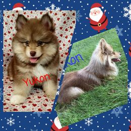 French Bulldog and Pomsky Puppies from Ba's Designer Puppies