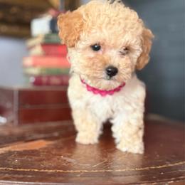 Tiffany - Apricot female Poodle puppy in Taylorsville, North Carolina from SilverLining highlands and hounds