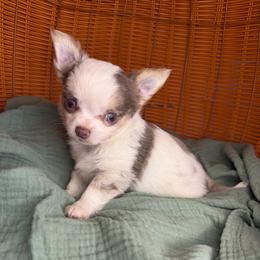 Emma - Blue merle female Chihuahua puppy in Greenup, Kentucky from KB Chihuahuas