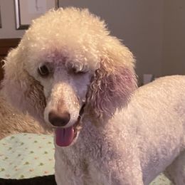 Daisy - Poodle