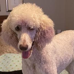 Daisy - Poodle