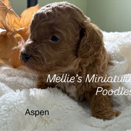 Aspen - Apricot male Poodle puppy in Rochester, New York from Mellies Miniature Poodles
