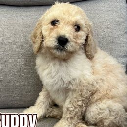 Teal Puppy - Cream Labradoodle puppy in Kingman, Arizona from The Dood Ranch