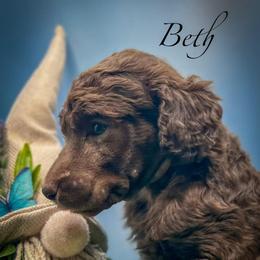 Beth - Brown female Poodle puppy in Greenville, North Carolina from Grace Poodles