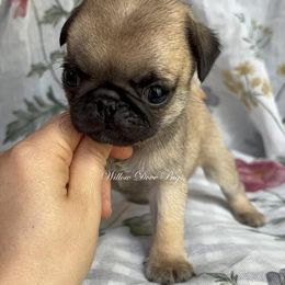 Chip - Fawn male Pug puppy in Coram, New York from Willow Dove Pugs