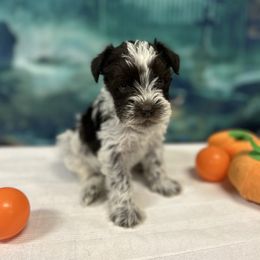 Liver Parti Male - Parti male Miniature Schnauzer puppy in Clover, South Carolina from Bobo’s Babies Kennels