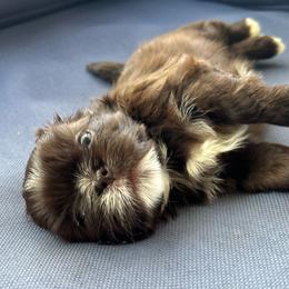 Maple - Liver and white female Shih Tzu puppy in Statesboro, Georgia from Magnolia Small Breeds