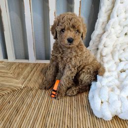 Goldendoodle and Poodle Puppies from County Line Kennel