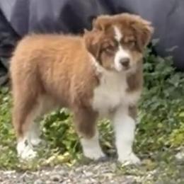 Betty - Red tri-color female Australian Shepherd puppy in Esparto, California from Cutting Up Ranch  Australian Shepherds