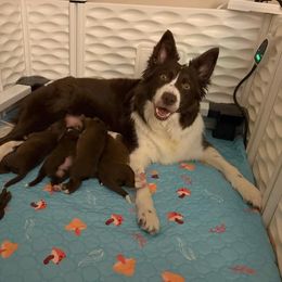 Border Collie and Golden Retriever Puppies from Sona Kennels