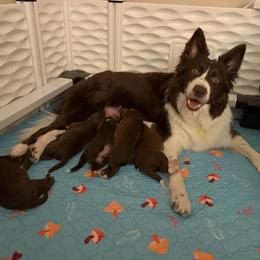Border Collie and Golden Retriever Puppies from Sona Kennels