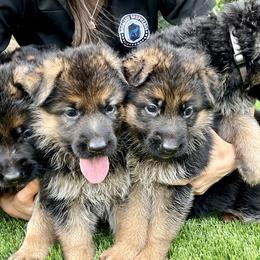 German Shepherd Puppies from Broward Shepherds