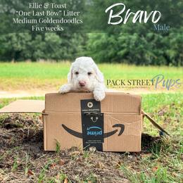 Bravo - Parti male Goldendoodle puppy in Paxville, South Carolina from Pack Street Pups