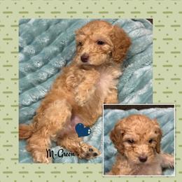 B1- Dk Green - Apricot male Goldendoodle puppy in Ankeny, Iowa from Iowadoodles2love