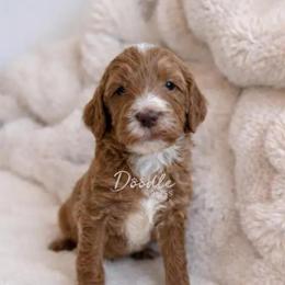 Anakin - Apricot male Goldendoodle puppy in Gilbert, Arizona from Doodle Bliss