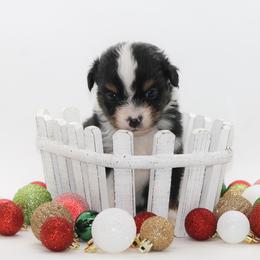 Girl 4 - Black tri female Miniature American Shepherd puppy in Childress, Texas from Taylor Farms