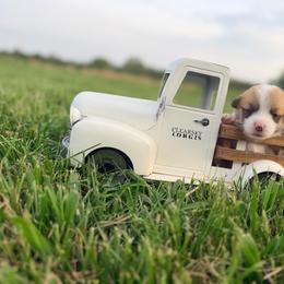 Boomer - Red male Pembroke Welsh Corgi puppy in Sheldon, Missouri from Clearsky Corgis