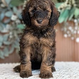 Burbon - Sable male Poodle puppy in Gilbert, Arizona from Tailored Poodles