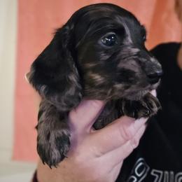Black Dapple girl - Dapple female Dachshund puppy in Port Charlotte, Florida from Vicki's Dachshund Crossing