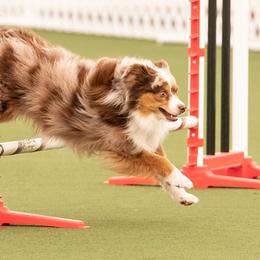 Riggin - Toy Australian Shepherd