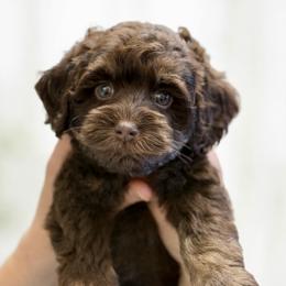 White girl - Chocolate female Australian Labradoodle puppy in Anderson, California from Shaggy Doodles