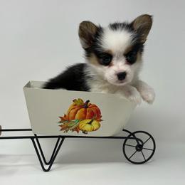Millie - Black and tan female Pembroke Welsh Corgi puppy in Waco, Texas from The Comma Corgis