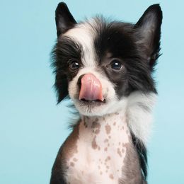 Chinese Crested Puppies from DeBahTrio Chinese Cresteds
