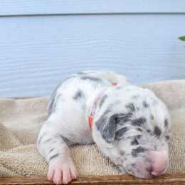 Mutton - Blue and white Great Dane puppy in Fort Worth, Texas from Cowtown Danes