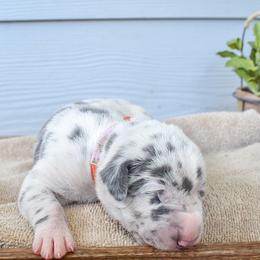 Mutton - Blue and white Great Dane puppy in Fort Worth, Texas from Cowtown Danes