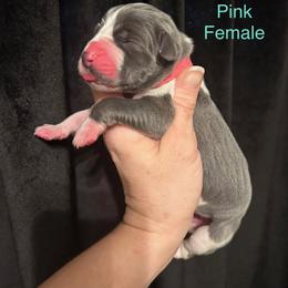 Pink Female - Harlequin female Great Dane puppy in Carencro, Louisiana from Halsey Danes