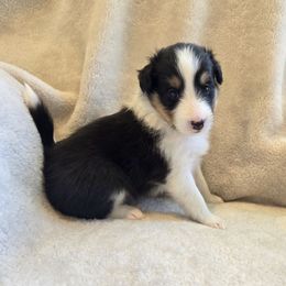 Bean - Black white and tan male Shetland Sheepdog puppy in Middleburg, Pennsylvania from Willow Tree Berners