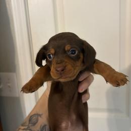 Sage - Chocolate and tan female Dachshund puppy in Conroe, Texas from R&M Dachshunds