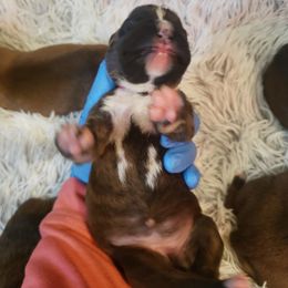 Boxer Puppies from SmashBox Kennel