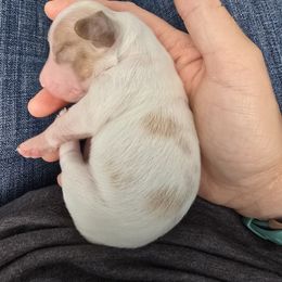 Henry - Piebald male Dachshund puppy in Vernonia, Oregon from Living Hope Dobies and Doxies